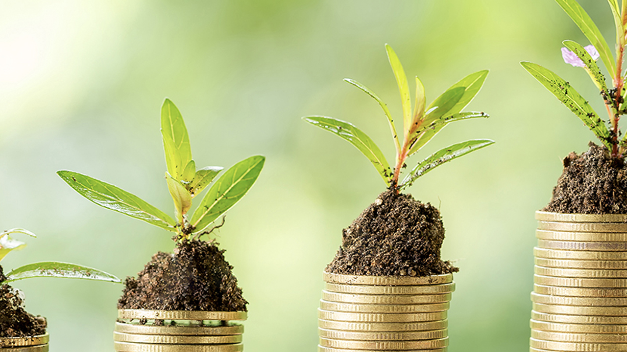 plants growing on stacks of coins